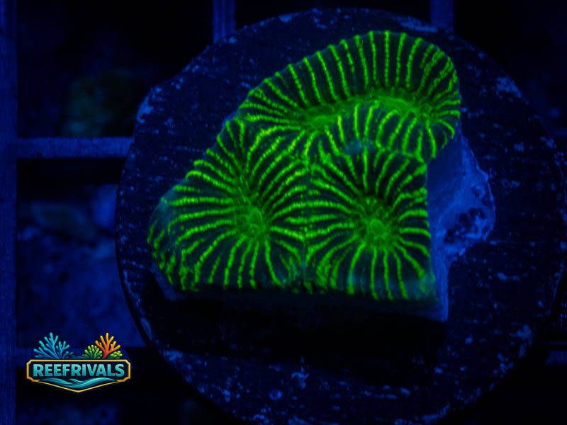 TG Joker Platygyra WYSIWYG coral image | ReefRivals TG Joker Platygyra coral image from ReefRivals, listed as Platygyra sp. and Encrusting
