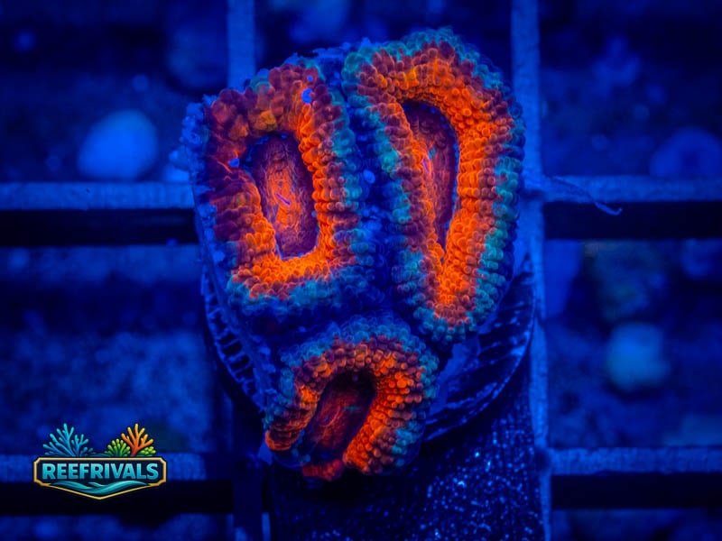 RVL SMiley Acan coral image from ReefRivals, listed as Micromussa sp. and Acans