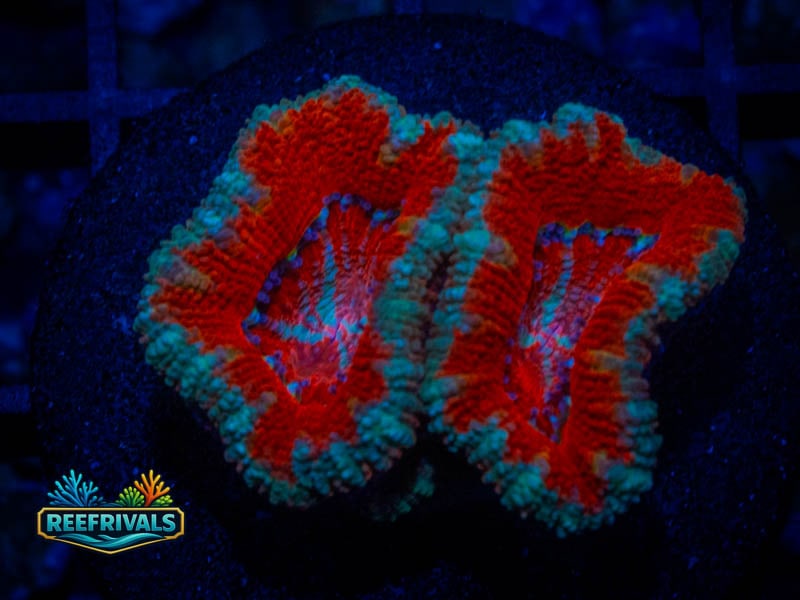 RVL Rising Sun Acan coral image from ReefRivals, listed as Micromussa sp. and Acans
