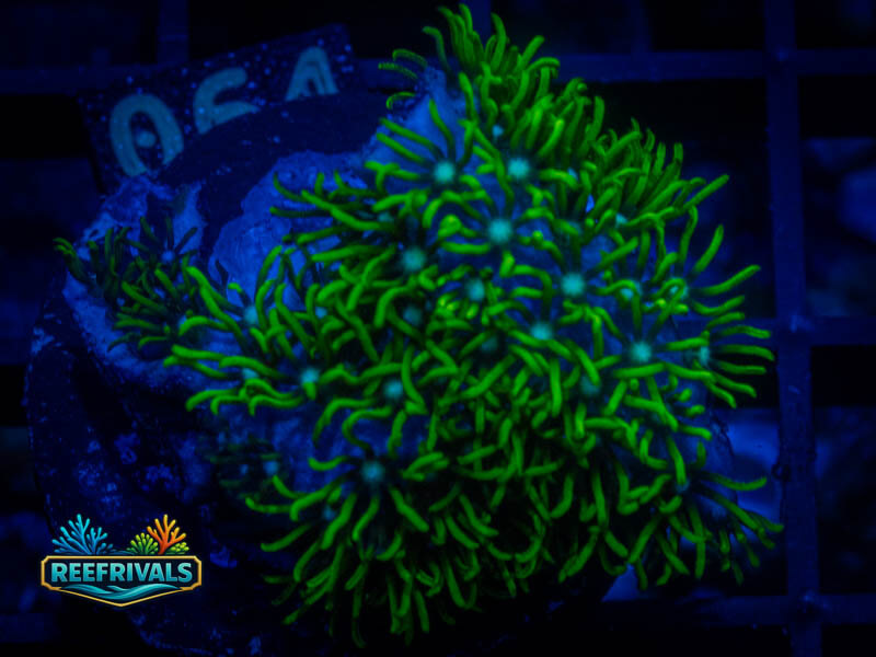 RVL Blue Core GSP coral image from ReefRivals, listed as Briareum sp. and Soft Coral