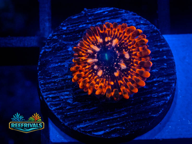 OG Utter Chaos Zoa (Big Polyp) WYSIWYG coral image | ReefRivals OG Utter Chaos Zoa (Big Polyp) coral image from ReefRivals, listed as Zoanthus sp. and Zoas