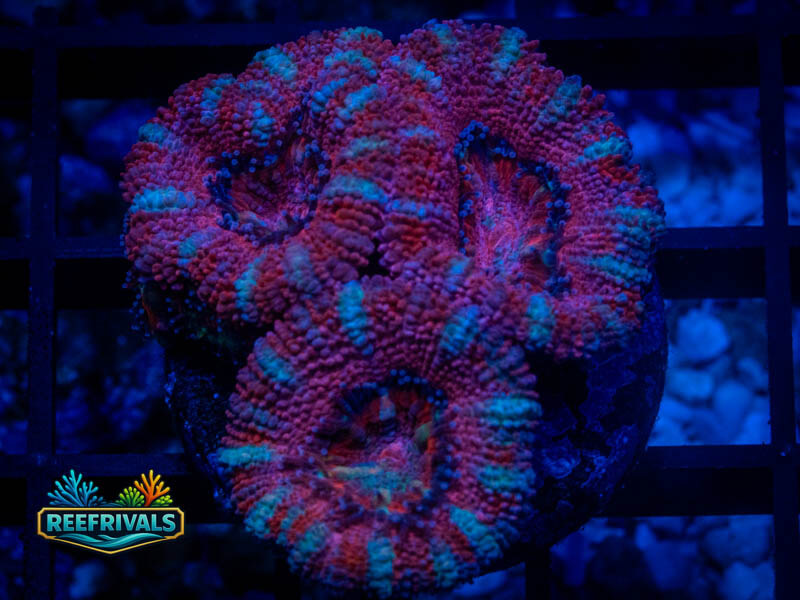 WWC Love Bomb Acan coral image from ReefRivals, listed as Micromussa sp. and Acans