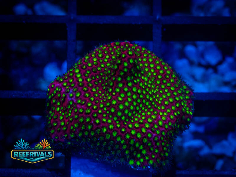 WWC Electric Daisy Stylo coral image from ReefRivals, listed as Sarcophyton sp. and Soft Coral
