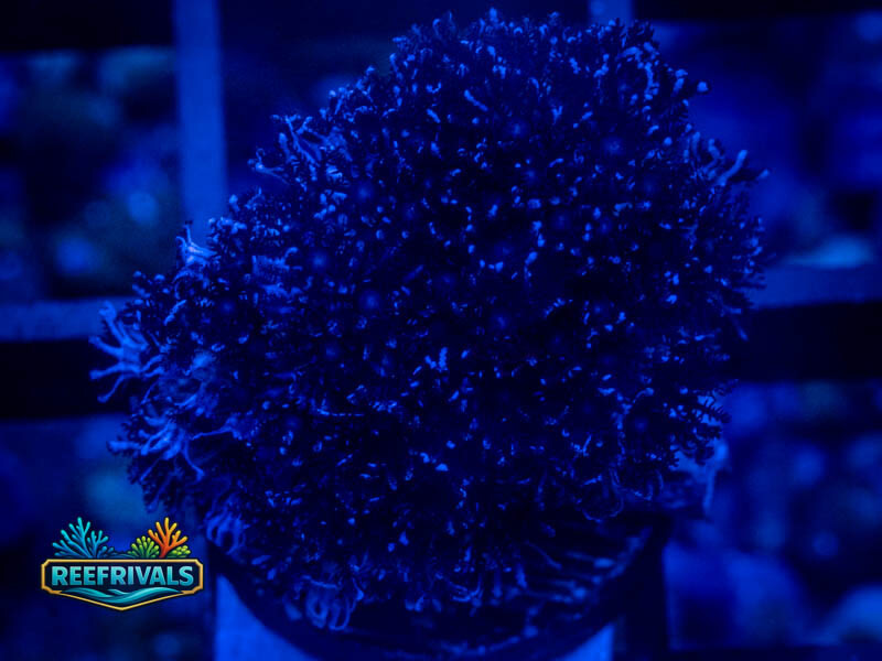 RVL Blueberry Pipe Organ WYSIWYG coral image | ReefRivals RVL Blueberry Pipe Organ coral image from ReefRivals, listed as Tubipora musica and Soft Coral