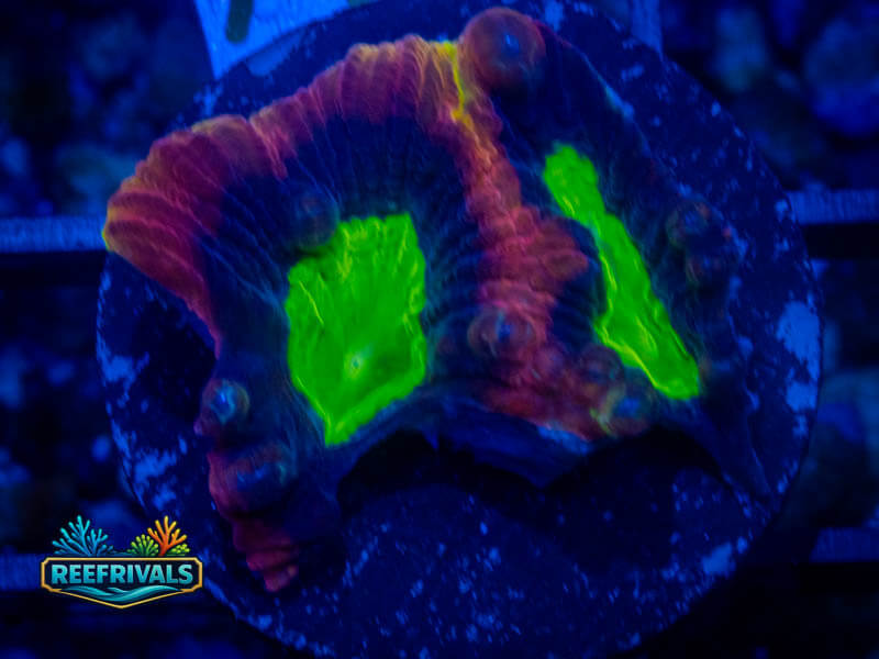 TG Dragon Soul Favia coral image from ReefRivals, listed as Favia sp. and Favias
