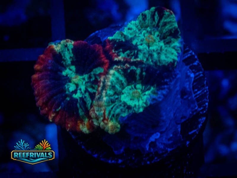 RVL Lava Rim Favia coral image from ReefRivals, listed as Favia sp. and Favias