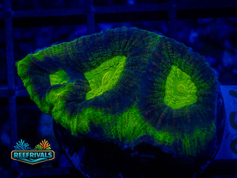 RVL Disco Favia WYSIWYG coral image | ReefRivals RVL Disco Favia coral image from ReefRivals, listed as Favia sp. and Favias