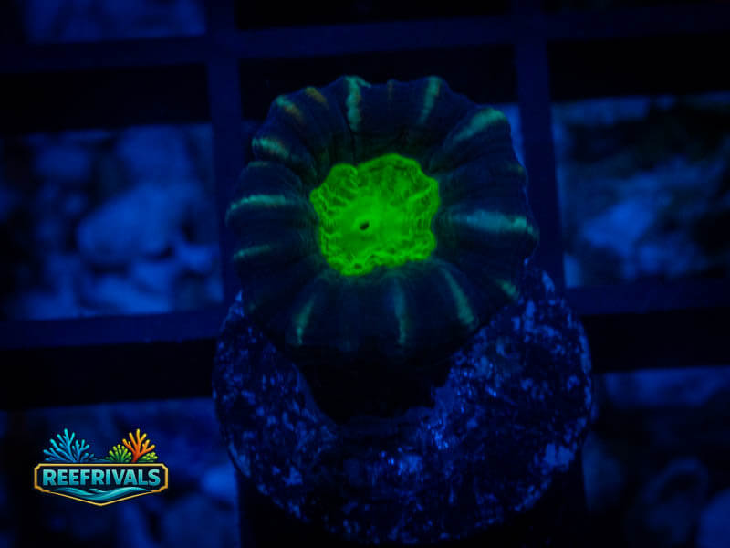 WWC Alien Eye Candy Cane WYSIWYG coral image | ReefRivals WWC Alien Eye Candy Cane coral image from ReefRivals, listed as Caulastrea sp. and LPS Branching