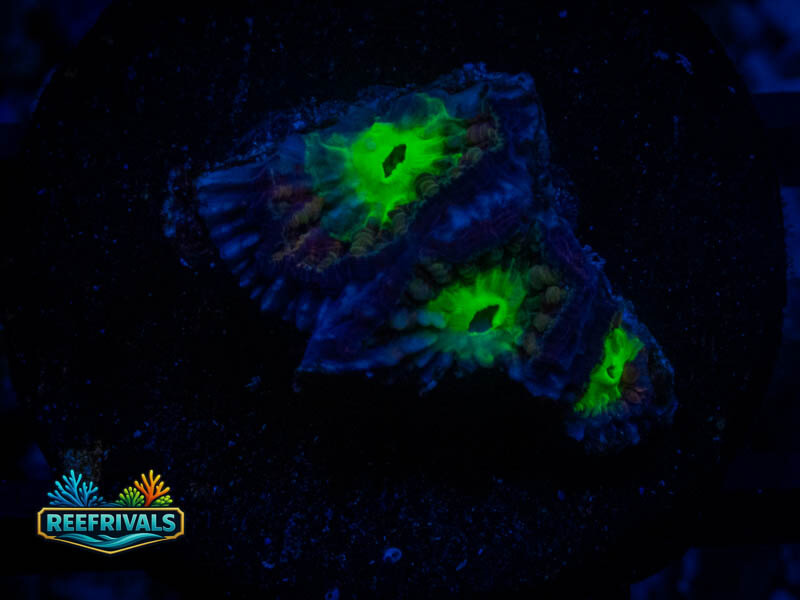 RVL Toxic Eye Favia coral image from ReefRivals, listed as Favia sp. and Favias