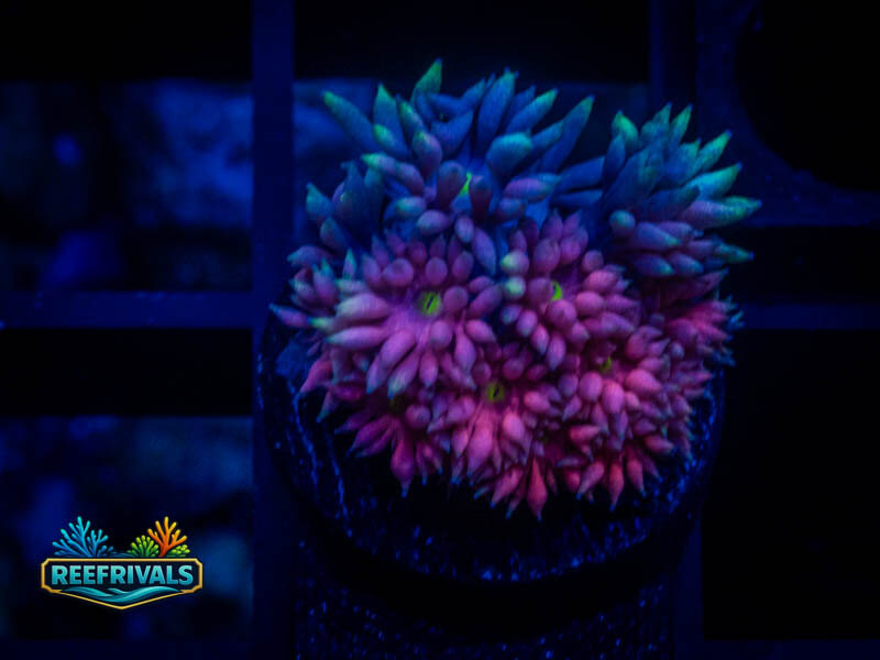 TG Rainbow Dash Goni WYSIWYG coral image | ReefRivals TG Rainbow Dash Goni coral image from ReefRivals, listed as Goniopora sp. and Gonis