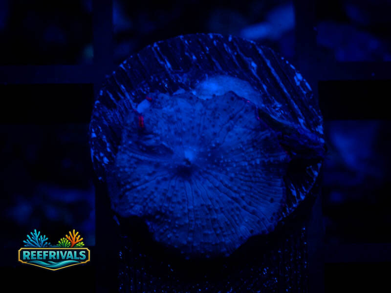 TSA Lagoon Mushroom coral image from ReefRivals, listed as Discosoma spp. and Mushrooms