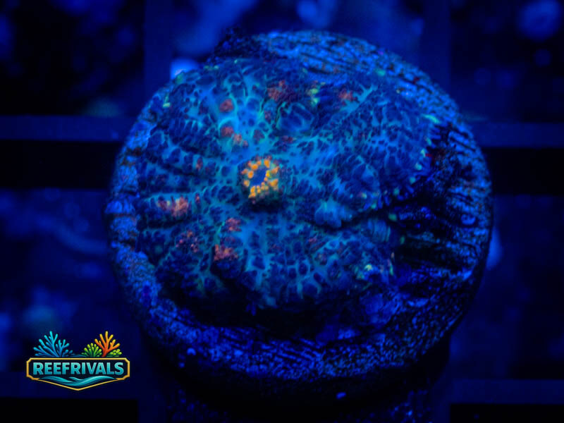 TSA Orange Gusher Mushroom coral image from ReefRivals, listed as Discosoma sp. and Mushrooms