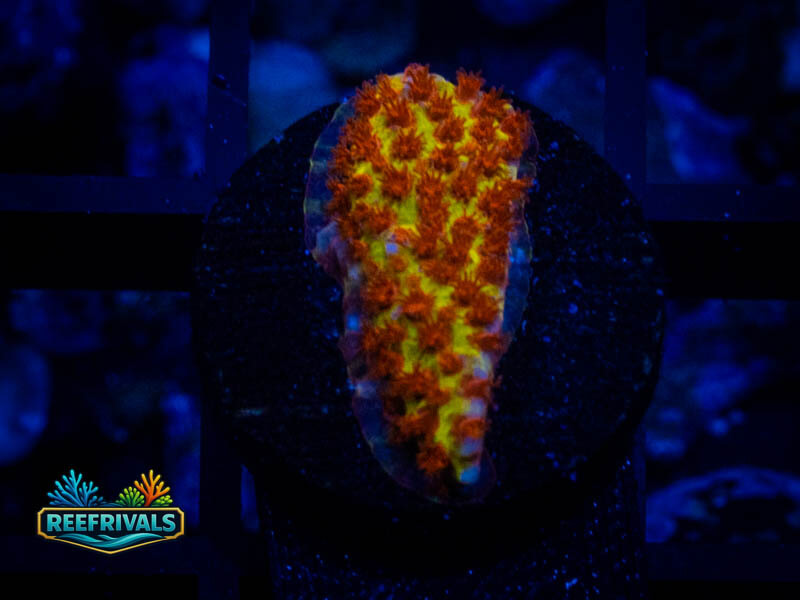 JF Burning Banana Stylo coral image from ReefRivals, listed as Stylocoeniella spp. and SPS Branching