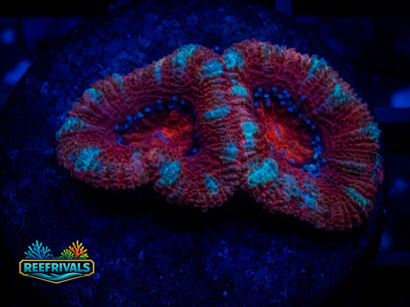 TSA Ultra Lord coral image from ReefRivals, listed as Micromussa sp. and Acans