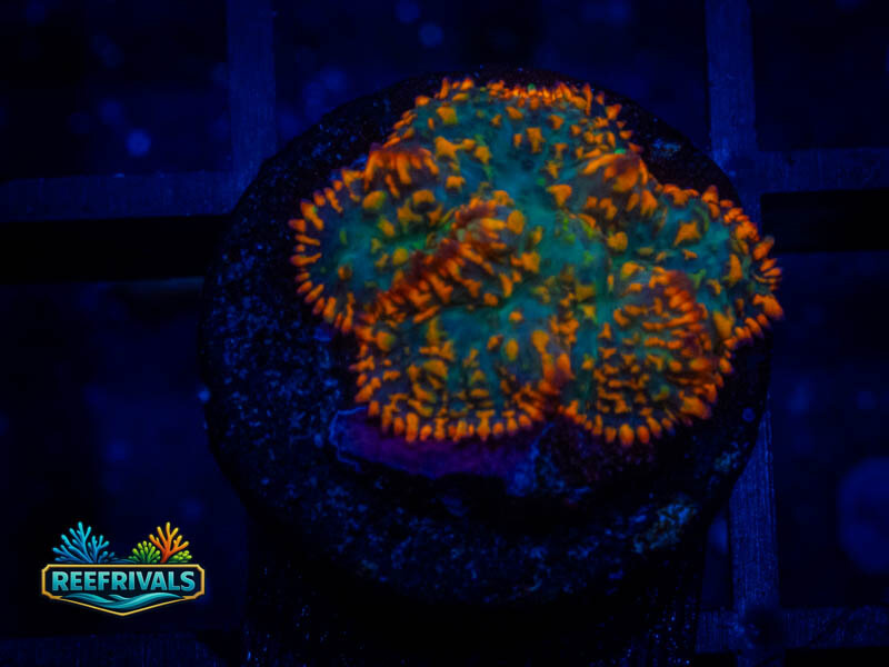 QCC Forest Flame Mushroom coral image from ReefRivals, listed as Rhodactis spp. and Mushrooms