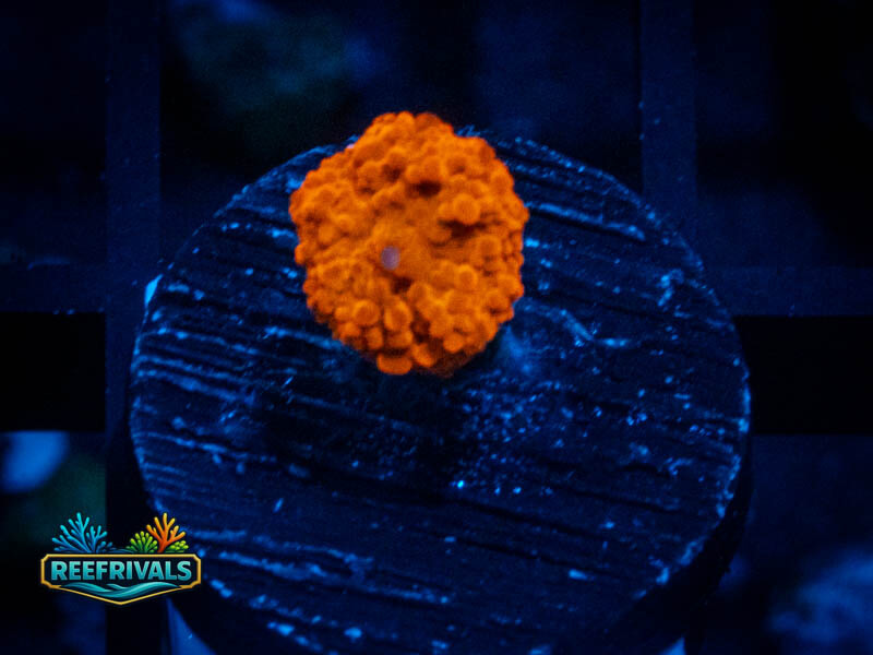 QCC Jawbreaker Mushroom coral image from ReefRivals, listed as Discosoma sp. and Mushrooms