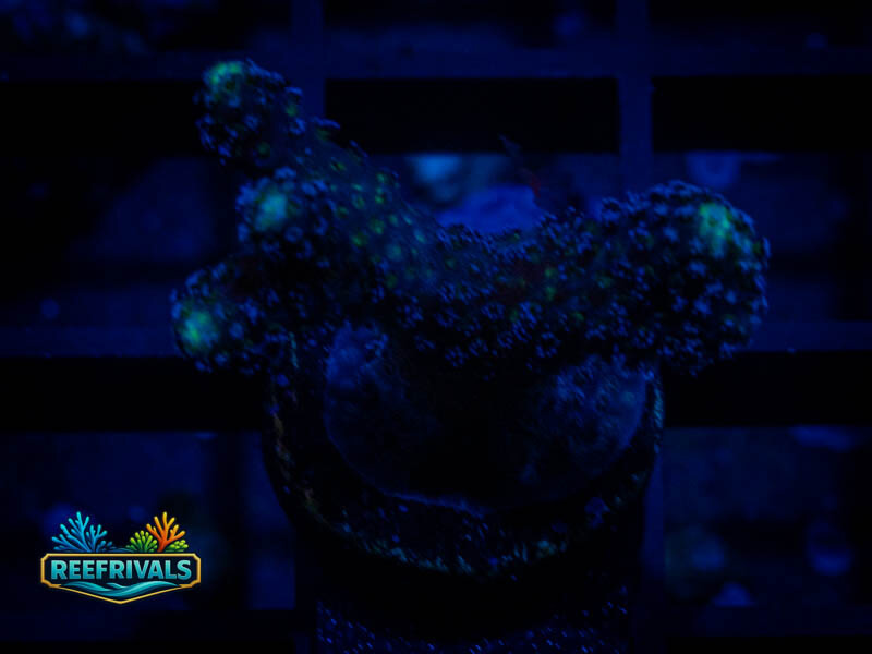 TSA Blueberry Stylo coral image from ReefRivals, listed as Stylocoeniella spp. and Soft Coral