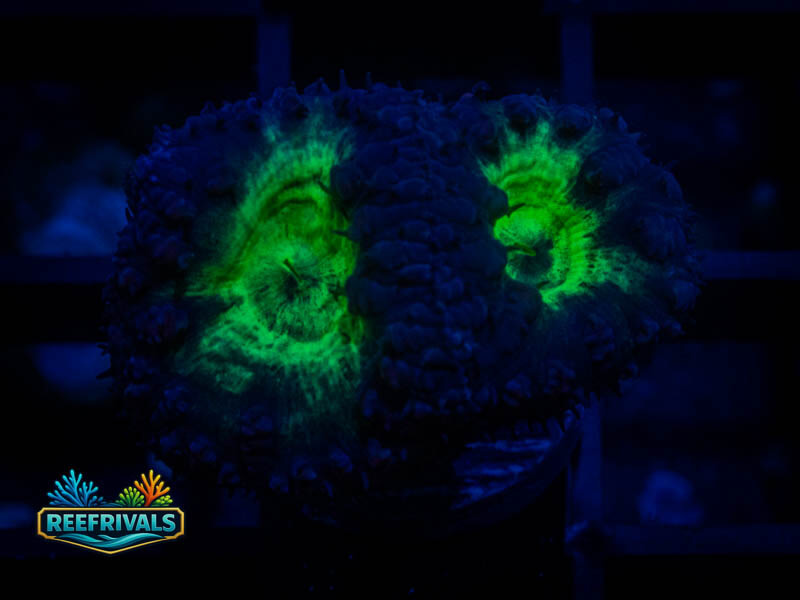 TSA Suckerberry Stylo coral image from ReefRivals, listed as Blastomussa sp. and LPS Fleshy