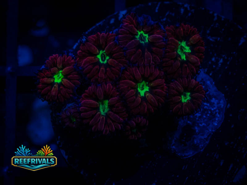 TSA Bouncing Betty Blasto WYSIWYG coral image | ReefRivals TSA Bouncing Betty Blasto coral image from ReefRivals, listed as Blastomussa sp. and LPS Fleshy