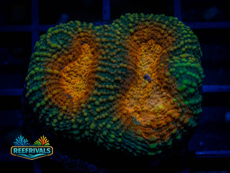 RVL Flinstones Acan coral image from ReefRivals, listed as Micromussa sp. and Acans