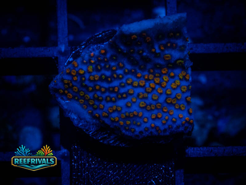 JF Grafted Rainbow Monti coral image from ReefRivals, listed as Montipora sp. and Montis