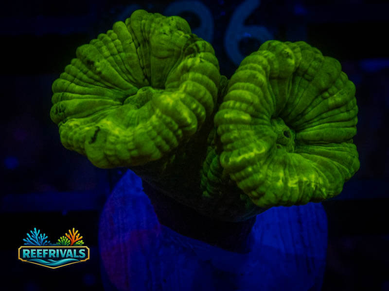 RVL Toxic Candy Cane coral image from ReefRivals, listed as Caulastrea sp. and LPS Branching