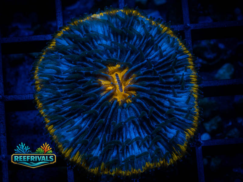 WWC Alien Invasion Fungia coral image from ReefRivals, listed as Fungia sp. and LPS Fleshy