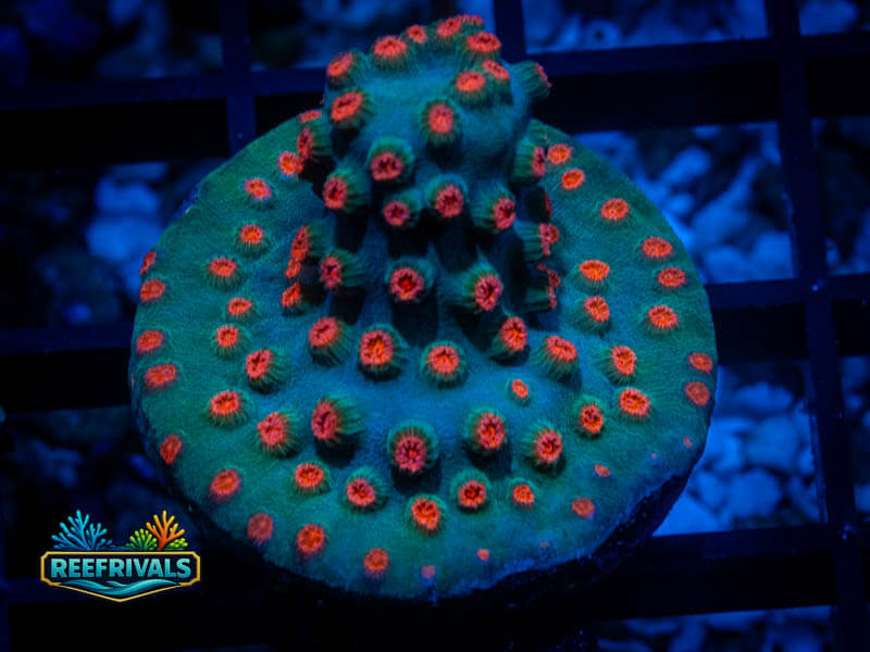 ECC Meteor Shower Cyphastrea coral image from ReefRivals, listed as Cyphastrea sp. and Encrusting