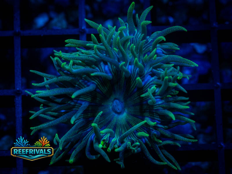 RVL Spirit Keeper Duncan (3+ Heads) coral image from ReefRivals, listed as Duncanopsammia axifuga and Duncans