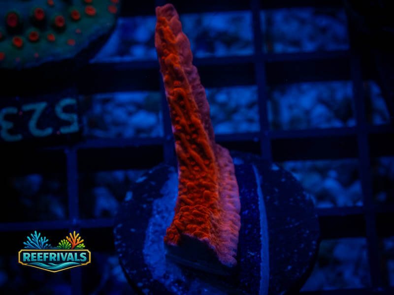 ECC Red Monti WYSIWYG coral image | ReefRivals ECC Red Monti coral image from ReefRivals, listed as Montipora sp. and Montis