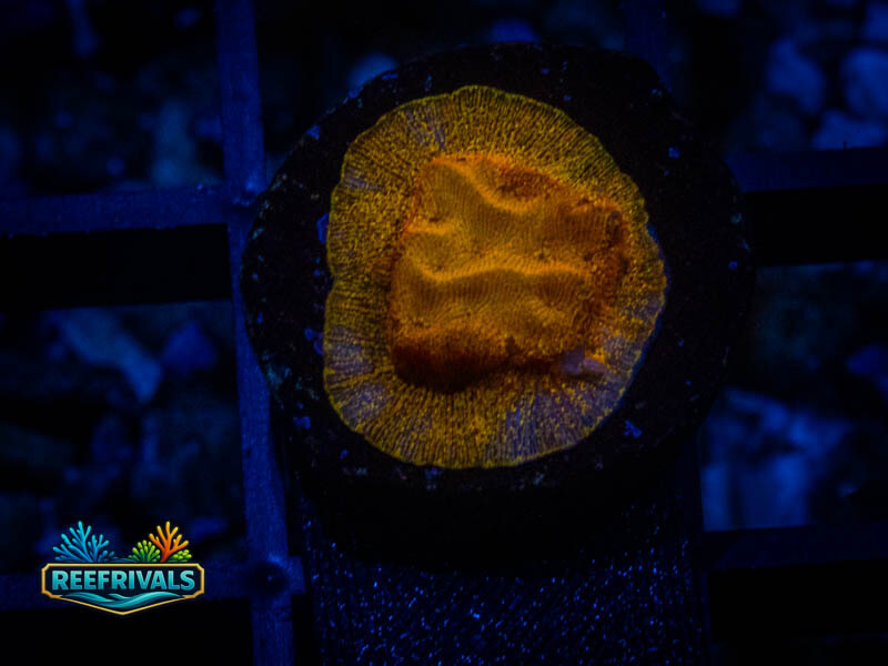 TSA 24k Lepto coral image from ReefRivals, listed as Leptoseris sp. and Encrusting