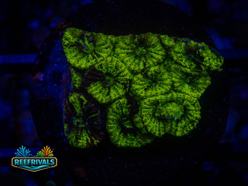 TG Toxic Spill Favia coral image from ReefRivals, listed as Favia sp. and Favias