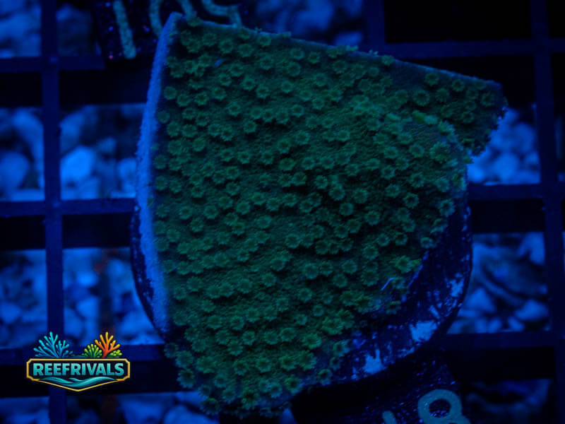 RVL Avacado Green Monti coral image from ReefRivals, listed as Montipora sp. and Montis