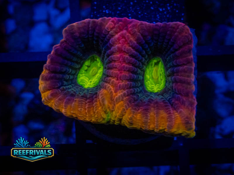 WWC Dragon Soul Favia coral image from ReefRivals, listed as Favia sp. and Favias