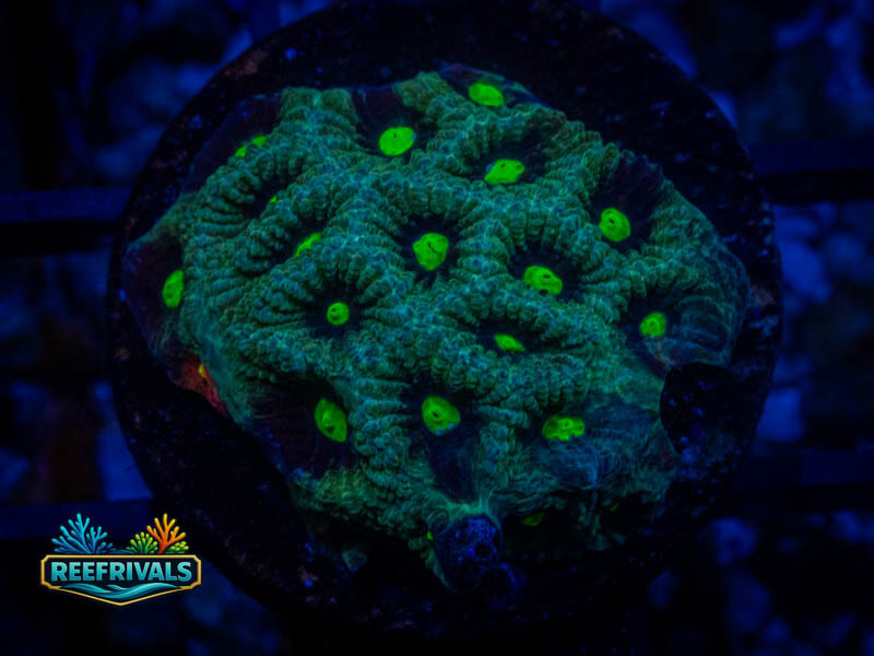 RVL Lime Green Favia coral image from ReefRivals, listed as Favia sp. and Favias