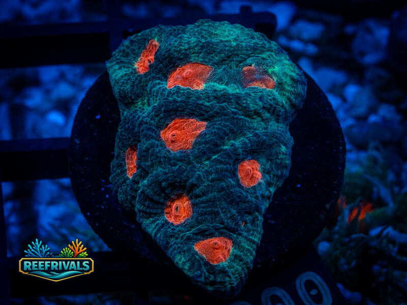 ARC Mia's Pot of Gold Favia WYSIWYG coral image | ReefRivals ARC Mia's Pot of Gold Favia coral image from ReefRivals, listed as Favia sp. and Favias