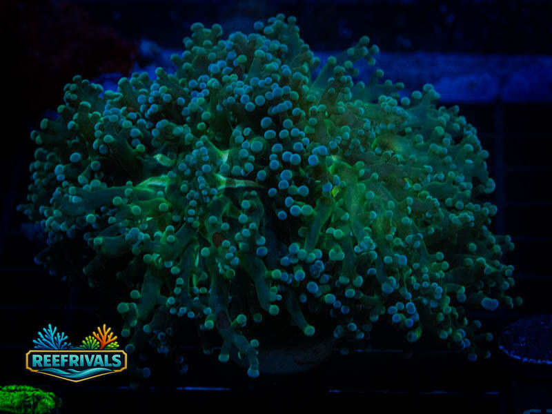 TSA Greentip Octospawn coral image from ReefRivals, listed as Fimbriaphyllia paraancora and LPS Branching