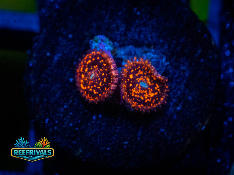 ECC Nightmare 2.0 Zoa coral image from ReefRivals, listed as Zoanthus sp. and Zoas