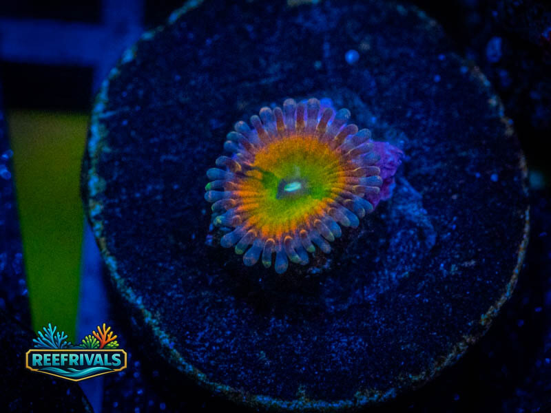 WWC Space Juice Zoa WYSIWYG coral image | ReefRivals WWC Space Juice Zoa coral image from ReefRivals, listed as Zoanthus sp. and Zoas