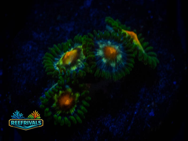 JF Stargazer Zoa WYSIWYG coral image | ReefRivals JF Stargazer Zoa coral image from ReefRivals, listed as Zoanthus sp. and Zoas