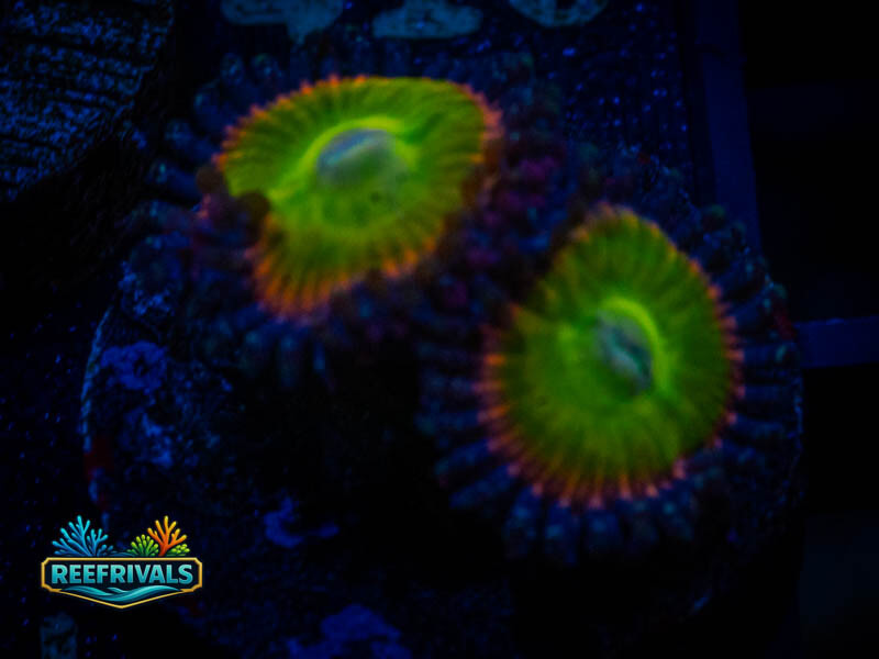 Candy Apple Green Zoa coral image from ReefRivals, listed as Zoanthus sp. and Zoas