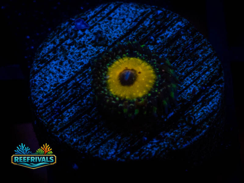 RS Godbeast Zoa coral image from ReefRivals, listed as Zoanthus sp. and Zoas