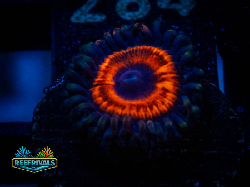 ECC Orange Oxide Zoa coral image from ReefRivals, listed as Zoanthus sp. and Zoas