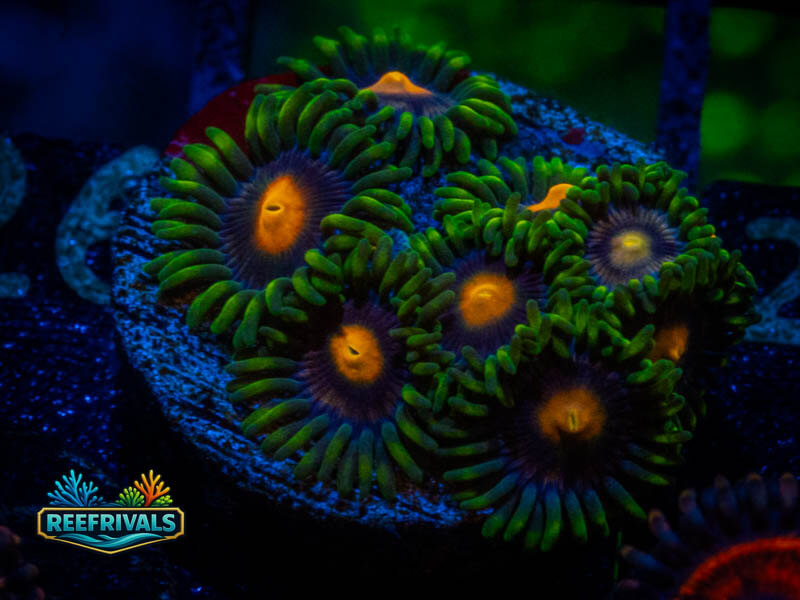 TSA Blow Pop Zoa coral image from ReefRivals, listed as Zoanthus sp. and Zoas