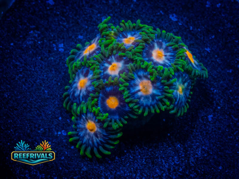 ECC Pink Bliss Zoa WYSIWYG coral image | ReefRivals ECC Pink Bliss Zoa coral image from ReefRivals, listed as Zoanthus sp. and Zoas