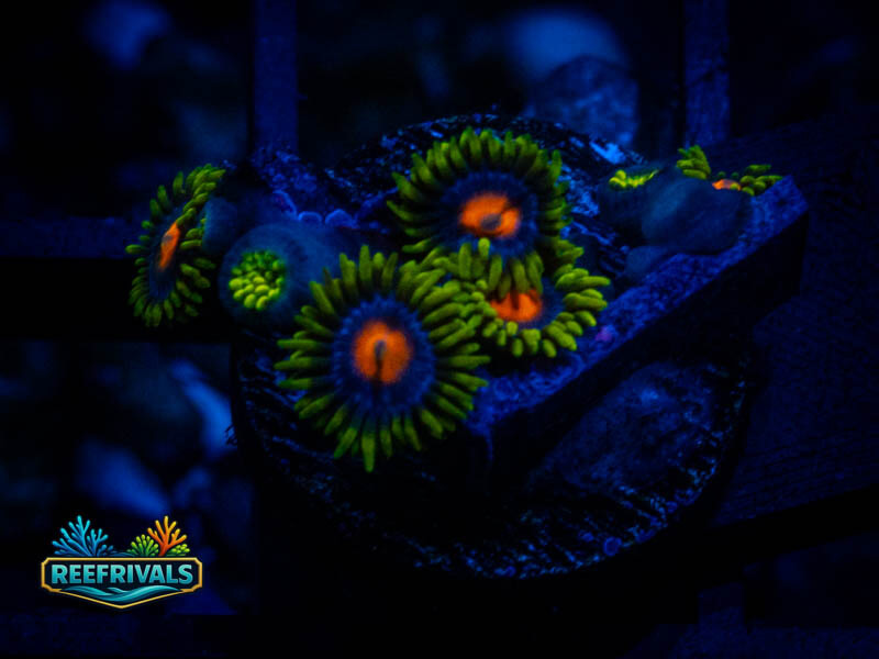 ECC Bluberry Zoanthids WYSIWYG coral image | ReefRivals ECC Bluberry Zoanthids coral image from ReefRivals, listed as Zoanthus sp. and Zoas