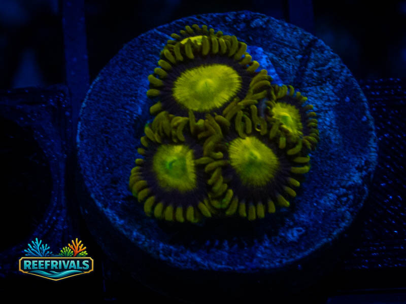 WWC King Midas Zoa coral image from ReefRivals, listed as Zoanthus sp. and Zoas