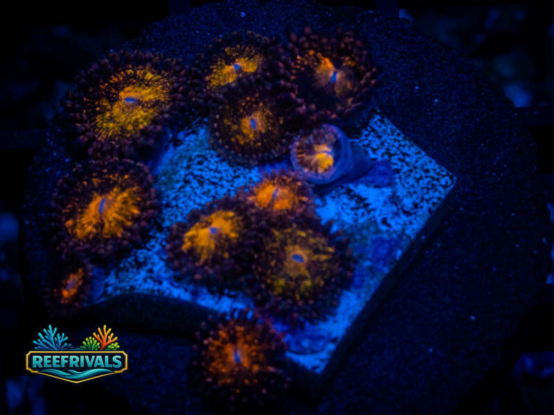 WCC Pandora Zoa (Mini Colony) coral image from ReefRivals, listed as Zoanthus sp. and Zoas