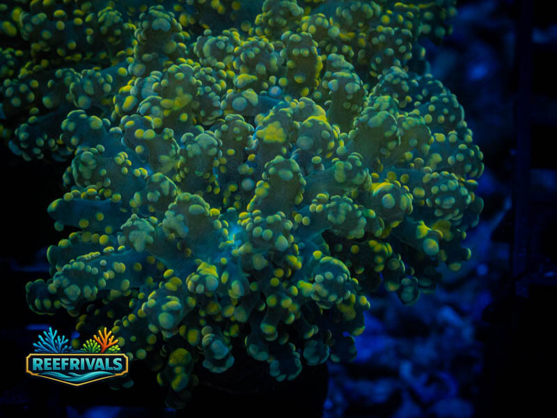 QCC Neon Green Octospawn coral image from ReefRivals, listed as Fimbriaphyllia paraancora and LPS Branching