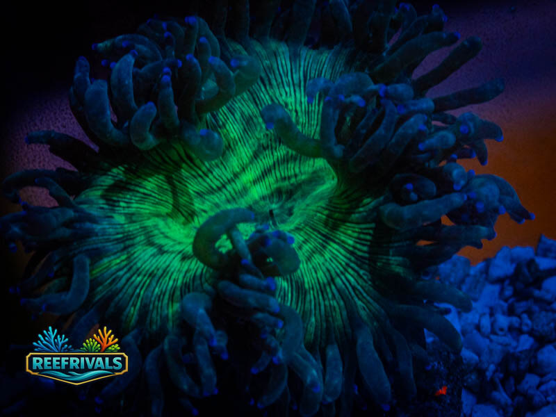 RVL Green Furnace Elegance coral image from ReefRivals, listed as Catalaphyllia jardinei and LPS Fleshy